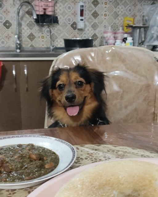 مولد نژاد جاپانیز اشپیتز بادی